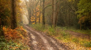 Epping Forest in autumn